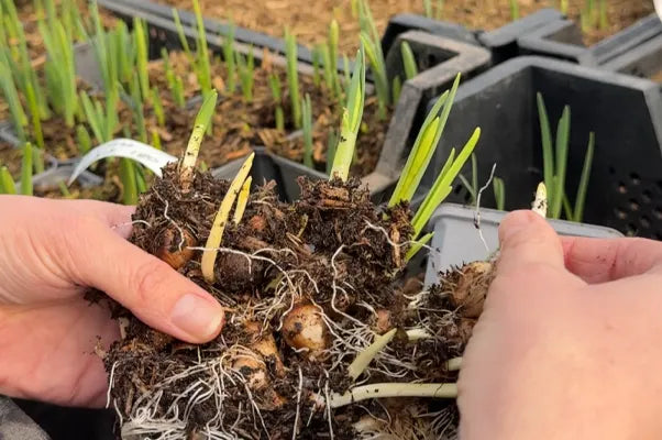 Wild daffodil bulbs in growth (in the green)