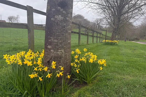 Wild daffodils flowering round the base of a tree