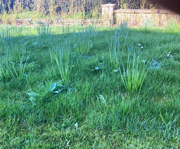 Daffodils with no flowers - Blind Bulbs