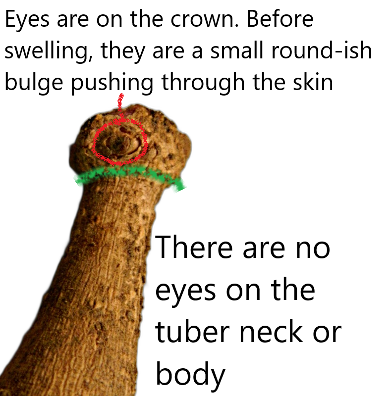 Close-up of a dahlia tuber crown showing a dormant eye