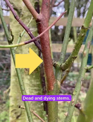 Dead and dying stems on a rose bush