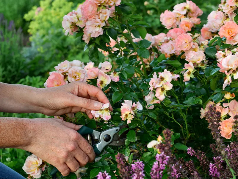 Deadheading a rose bush to encourage new blooms