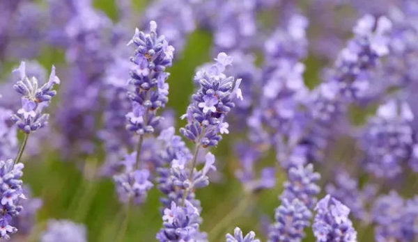 Dutch lavandin in flower