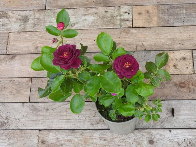 Flowering Potted Floribunda Rose - Ebb Tide