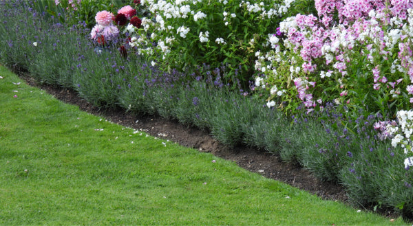 English lavender hedge in full flower