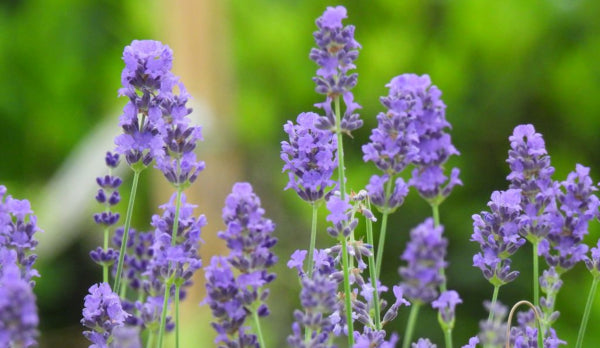 English lavender flower spikes