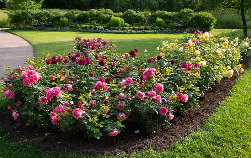 Floribunda English rose bed in full bloom