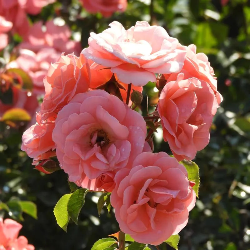 Floribunda rose ‘Fascination’ in bloom during July
