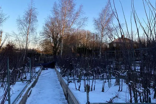 Frozen tree beds at Ashridge Nurseries during winter