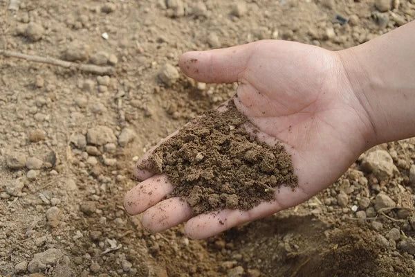 Good draining soil