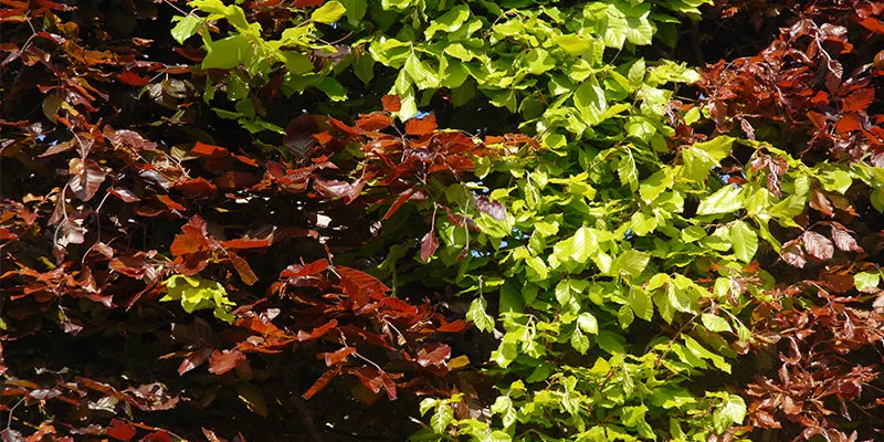 Beech tapestry hedge combining green and purple varieties