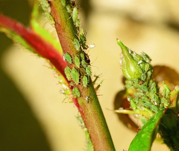 what eats rose bushes