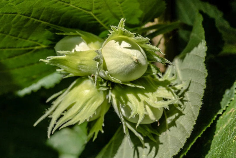 Autumn green hazelnuts