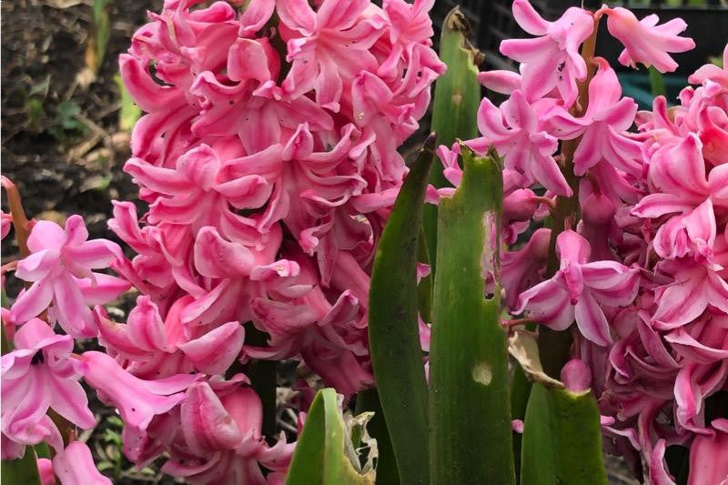 Pink hyacinth flower with slug damaged foliage