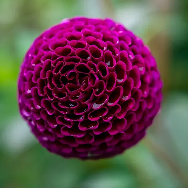 Close-up of a dahlia flower showing involute petals curling inward towards the centre