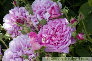 Ispahan