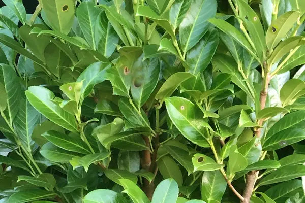 shot hole Shot hole on laurel leaves
