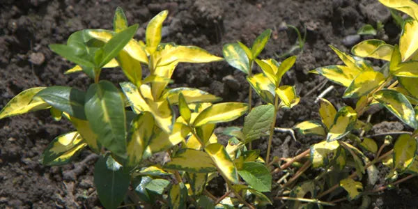 Leaves on a variegated vinca plant turning back to green
