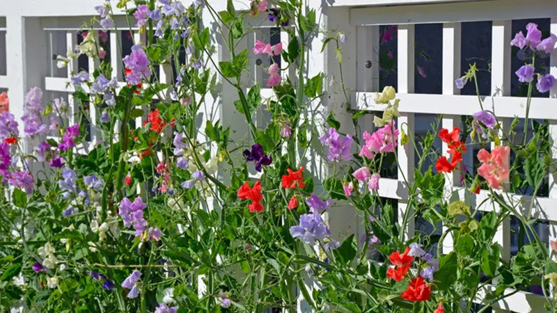 A garden trellis covered with sweet pea vines