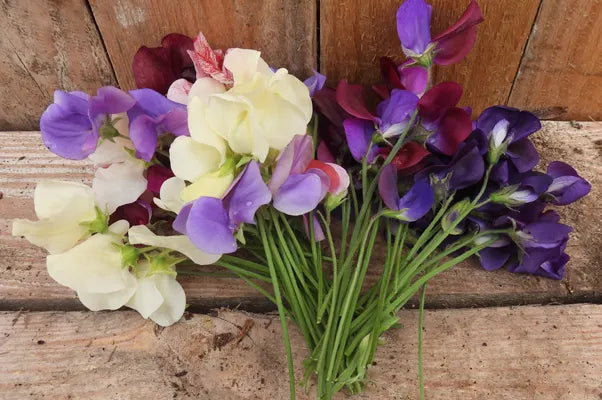 Mix of different sweet pea flowers cut for a vase