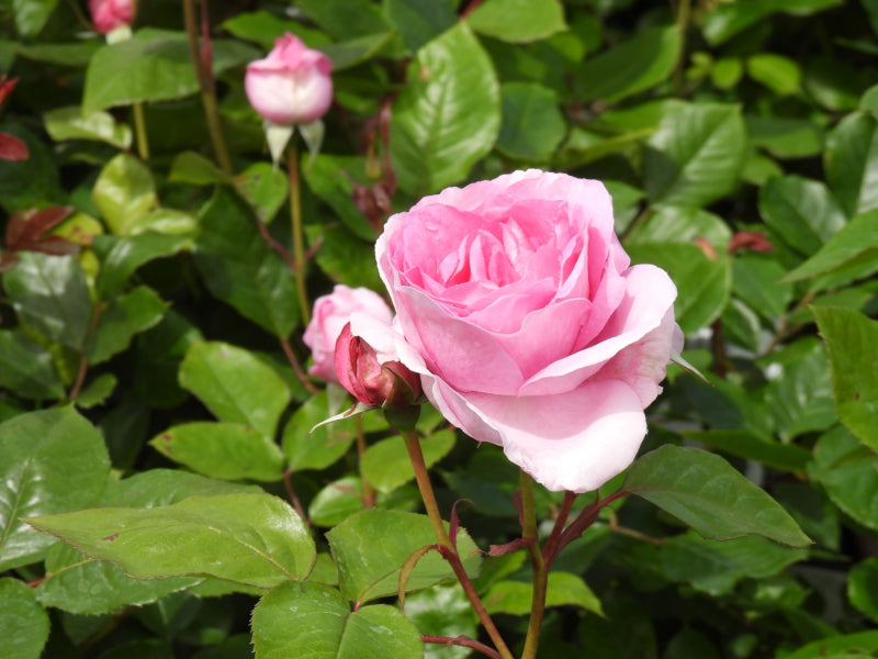 Mum in a Million Rose Hybrid Tea Bushes