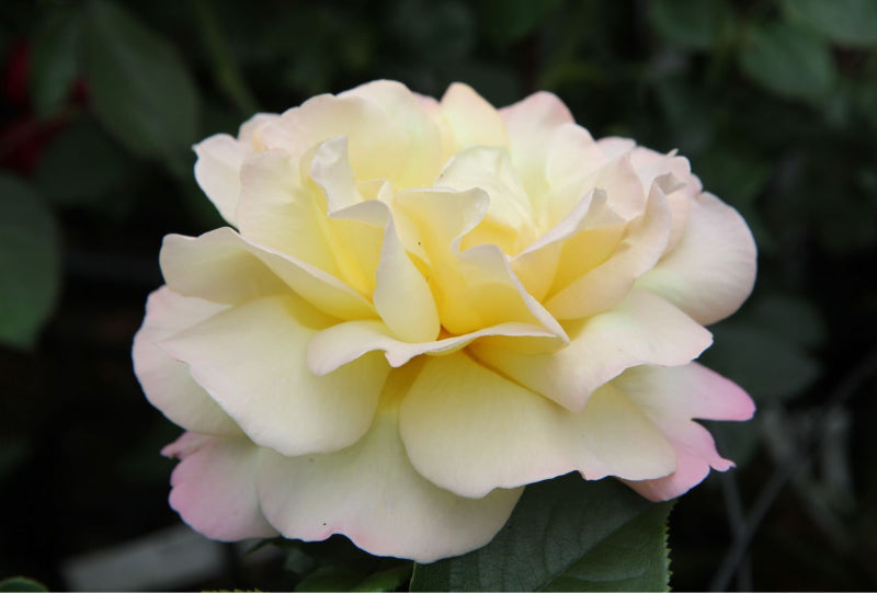 Peace Hybrid Tea Rose Bushes