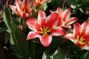 Pinocchio Rockery Tulips