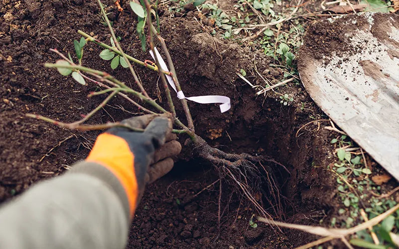 Planting a bareroot shrub rose with exposed roots