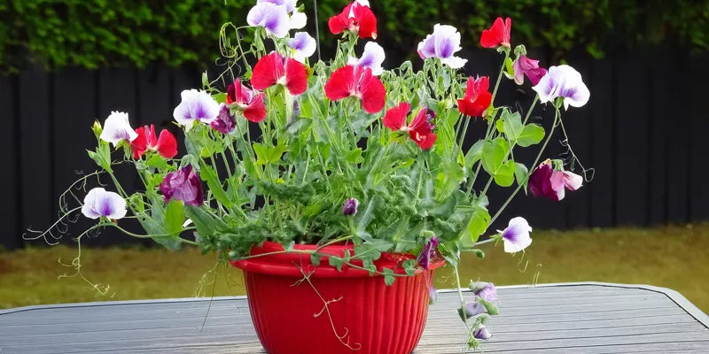 A potted arrangement of sweet peas
