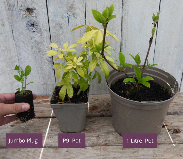 Jumbo plug, P9 pot and 1 litre pot compared for sizing