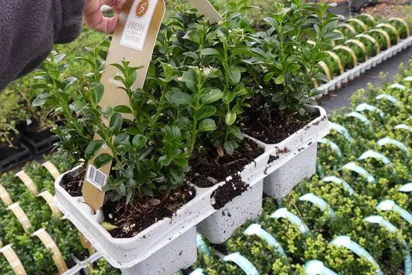 Potted Box Hedging