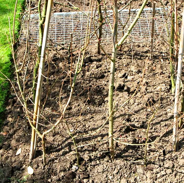Freshly dug garden bed ready for sweet pea planting
