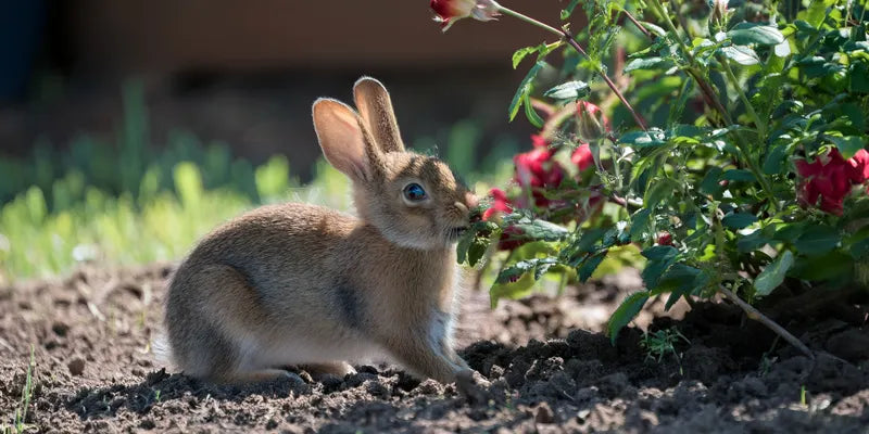 Rose bush damaged by rabbits feeding