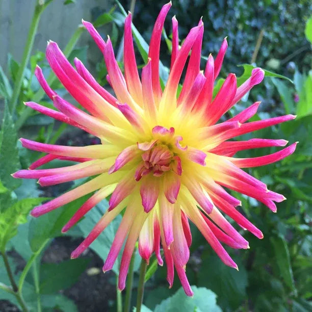 Cactus dahlia flower with petals curling both inward and outward simultaneously