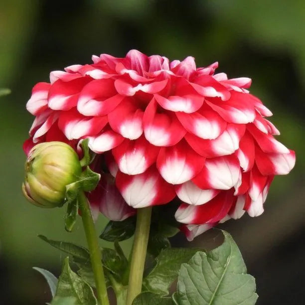 Close-up of a dahlia flower showing revolute petals curling outward and back