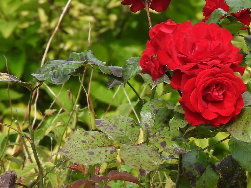 Black spot on a rose