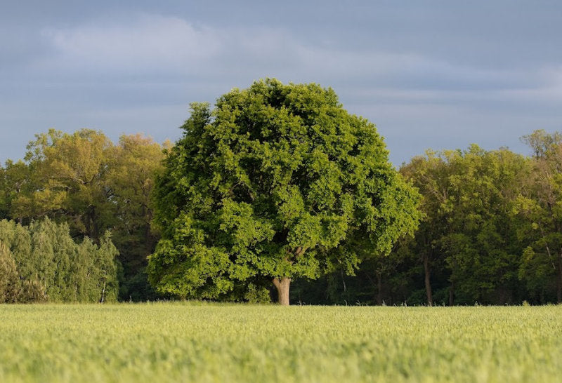 Sessile Oak Tree (Quercus petraea)