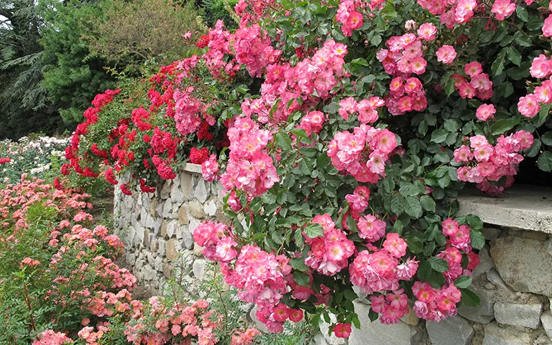 Shrub rose hedge flowering above a garden wall