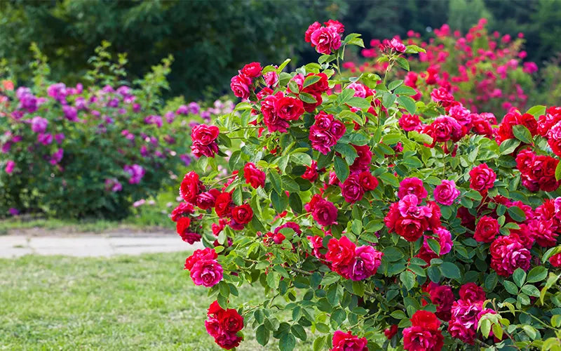 Flowering shrub roses blooming in a sunny garden
