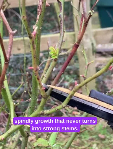Spindly growth on a rose plant