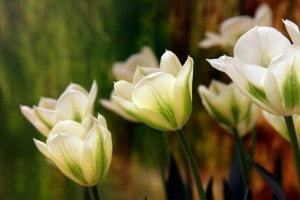 Spring Green bulbs