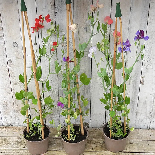 Sweet peas flowering in pots