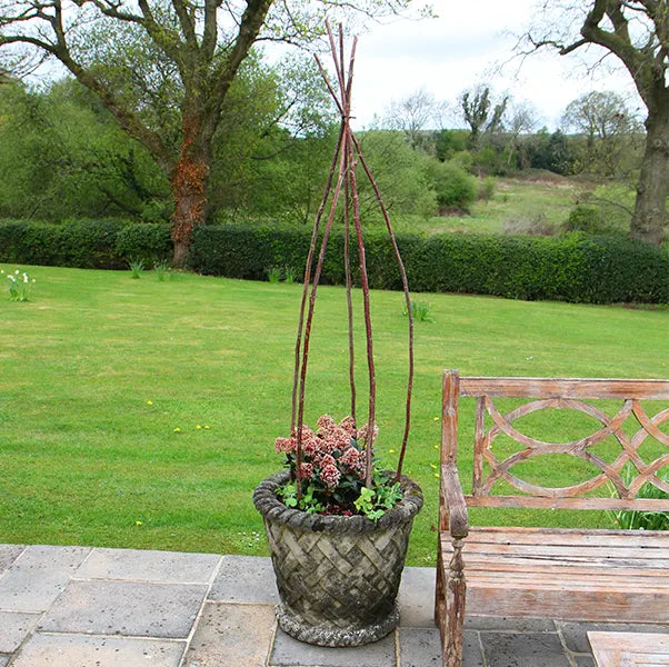 Wigwam of canes to grow sweet peas in a stone pot