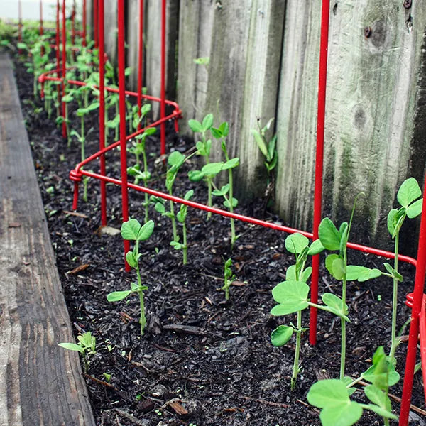 Sweet peas growing up a metal support structure