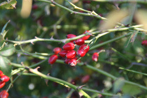 thorn-3-1-of-1