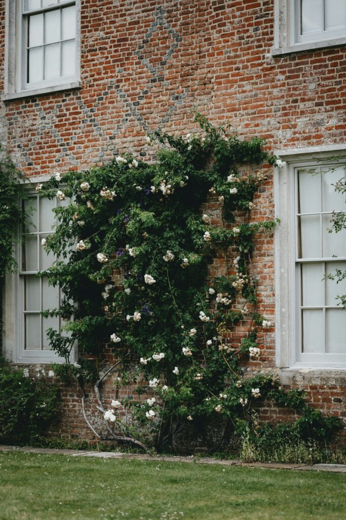 Climbing rose on a wall