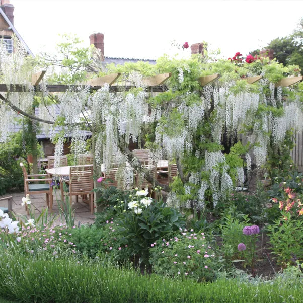 Flowering white wisteria on strong wooden pergola