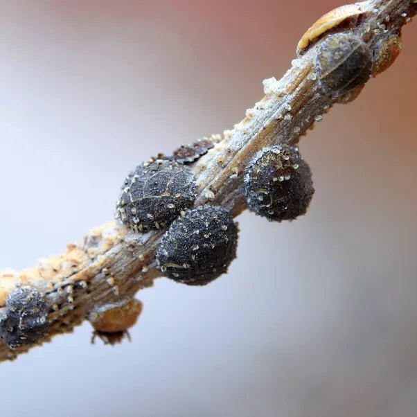 Wistera scale desease