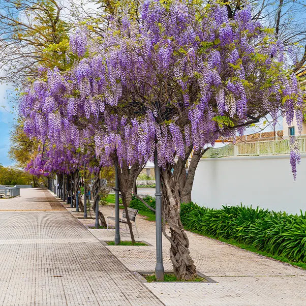 Wistera plant trained to grow up lamp post to create the look of a tree