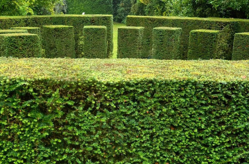 Sculpted Yew Hedging in Formal Garden